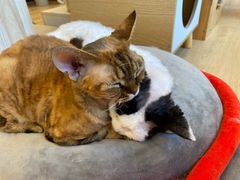 -有喵·猫咖·狗咖·30几只猫10只小狗(岗厦店)