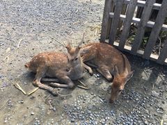 -鹿境梅花鹿生态园区