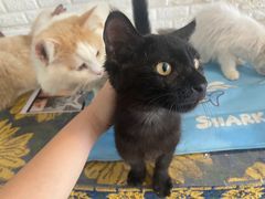 -平行世界·猫咖(首经贸店)