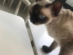 -喵的天空名猫咖啡馆·撸猫·猫舍·用品