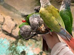 -西霞口神雕山野生动物世界