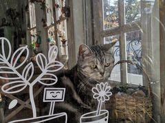 -海边的猫和咖啡馆
