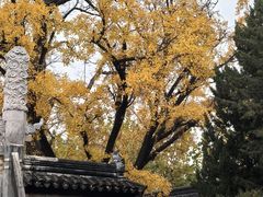 -苏州文庙(姑苏区)