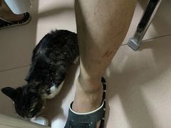 -宠颐生猫科·内科皮肤科(西平世纪城店)