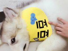 -翊宠yipet猫狗购宠庄园犬舍•猫舍