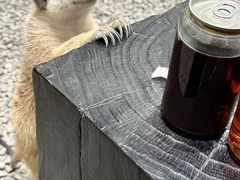 -J Create城市露营咖啡·简餐·宠物(上海动物园店)