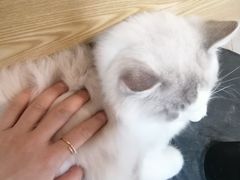 -Heymao猫咖.咖啡厅(东门店)