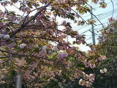 -高东镇樱花园