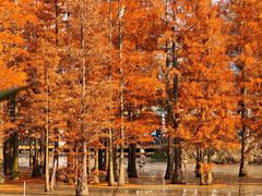 -白鹭湾湿地公园