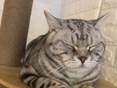 -平行世界·猫咖(首经贸店)