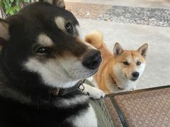 -柴犬高等学院·狗咖·柴犬售卖·宠物训练