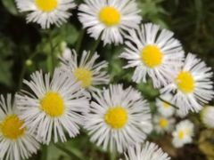 -南汇桃花村
