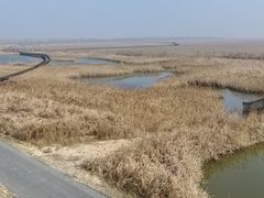 -盐城丹顶鹤湿地生态旅游区