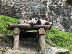 -都江堰中华大熊猫苑