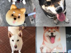 -柴犬高等学院·狗咖·柴犬售卖·宠物训练
