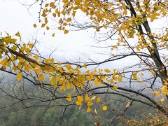 -大鄣山卧龙谷景区