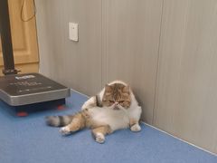 -佑安动物医院·全科·内窥镜中心(幸福巷店)