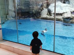 -帝企鹅自助餐厅•儿童岛•真企鹅(长隆企鹅酒店)