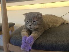 -喵园·猫主题咖啡厅·撸猫·猫咖(国贸店)