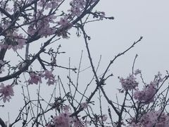 -聚龙山公园