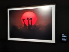 -罗红摄影艺术馆