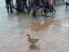 -加州迪士尼乐园