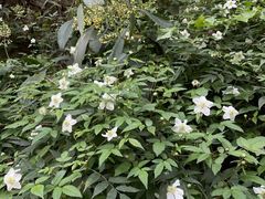-缙云山景区