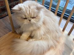 -豆逗聊愈猫阁Easy Life