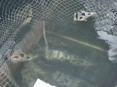 -蓝湾碧波·老字号·疍家非遗海上餐厅