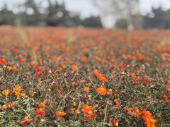 -羊亭河湿地公园