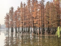 -白鹭湾湿地公园