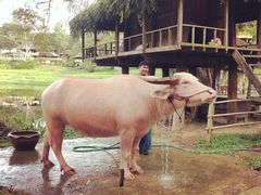 -四季酒店下午茶