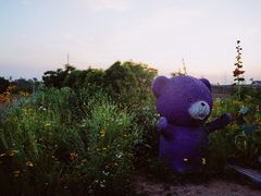 -大塘金香草谷