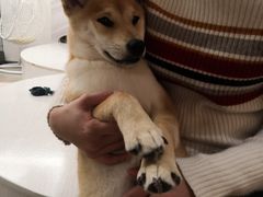 -浣熊柯尔鸭土拨鼠·电玩咖
