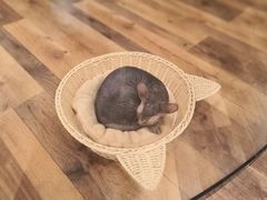 -袖虎·猫馆(体育西路店)