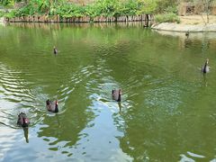 -泉州海丝野生动物世界