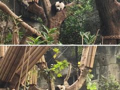 -成都大熊猫繁育研究基地