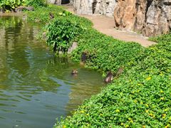 -海南热带野生动植物园