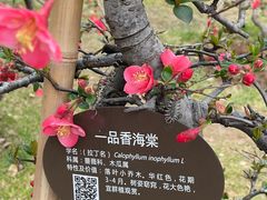 -莫愁湖公园