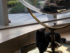 -飞行喵MR PILOT|猫舍·猫咖(静安大融城店)