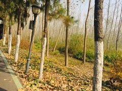 -合肥滨湖国家森林公园