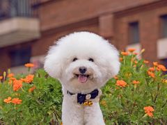 -超宠爱宠物摄影-Super pet