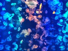 -烟台海昌鲸鲨海洋公园