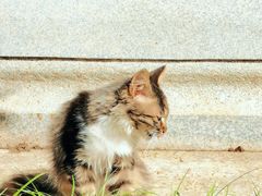 -西安大兴善寺