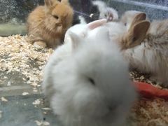 -青石桥花鸟鱼虫市场(叠翠城店)