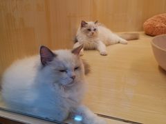 -momokira米努特·德文卷毛猫·棉花面纱犬