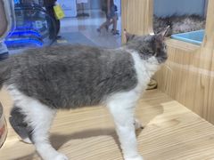 -屋虎猫馆(宝安大仟里店)