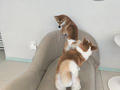 -怪兽屋·羊驼·猫咖·狗咖(俊华广场店)