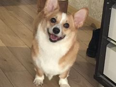 -北京恒爱动物医院(清景园分院)