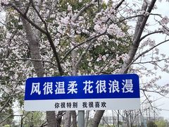 -高东镇樱花园